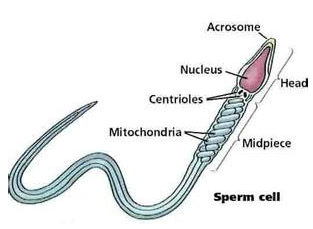 造成男性不射精癥的原因是什么？